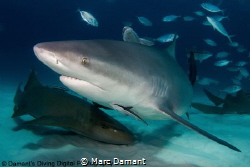 So misunderstood the Bull Shark is power and grace incarn... by Marc Damant 